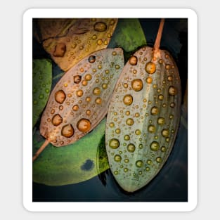 Pondweed Leaves with Raindrops Sticker